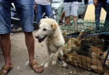 Китай исключил собак из списка съедобных животных