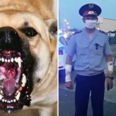 Шымкентские полицейские спасли людей от агрессивной собаки