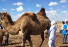 Созакские фермеры производят в неделю до двух тонн верблюжьего молока верблюды