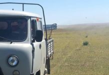 В Арыси продолжаются работы по борьбе с саранчой саранча