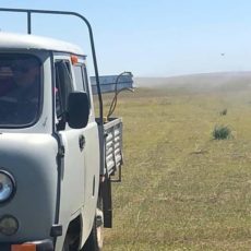 В Арыси продолжаются работы по борьбе с саранчой саранча