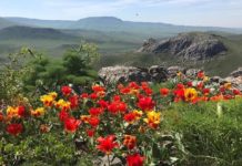 В Туркестанской области задержан мужчина за срыв краснокнижных тюльпанов тюльпан