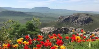 В Туркестанской области задержан мужчина за срыв краснокнижных тюльпанов тюльпан