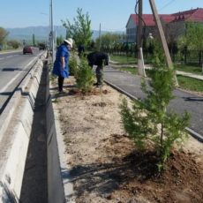 В Тюлькубасском районе посажено более 16 тысяч молодых деревьев посадка деревьев