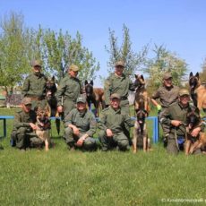 Новые розыскные собаки научились искать рога сайгака кинологи