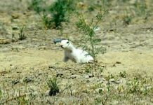 Суслик-альбинос стал героем социальных сетей Суслик-альбинос