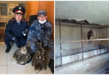 Краснокнижных птиц изъяли полицейские в Туркестанской области степные орлы