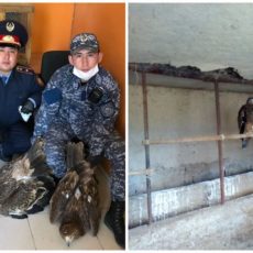 Краснокнижных птиц изъяли полицейские в Туркестанской области степные орлы