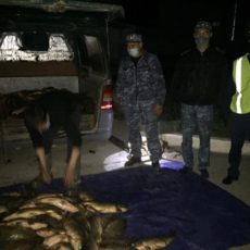 В Туркестанской области изъяли у браконьеров 6 центнеров незаконно выловленной рыбы браконьеры