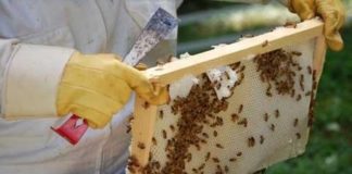 Пасечникам Шымкента разрешат выехать из города