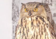 Краснокнижный филин обнаружен в кафе в Туркестанской области филин