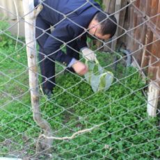 В Туркестанской области ликвидировали посев конопли конопля