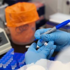 На Сырдарье ведут исследования по предотвращению размножения комаров