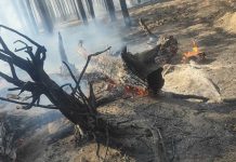 С начала года в Казахстане ликвидировали 117 случаев лесных пожаров лесной пожар