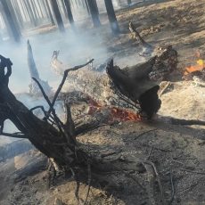 С начала года в Казахстане ликвидировали 117 случаев лесных пожаров лесной пожар