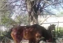 Полицейские Туркестанской области разыскали и вернули сельчанину пропавших лошадей лошади