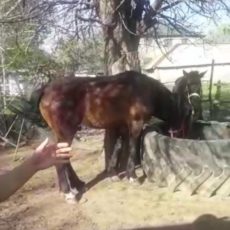 Полицейские Туркестанской области разыскали и вернули сельчанину пропавших лошадей лошади