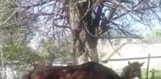 Полицейские Туркестанской области разыскали и вернули сельчанину пропавших лошадей лошади