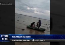 Уголовное наказание грозит губителям живой природы