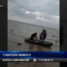 Уголовное наказание грозит губителям живой природы