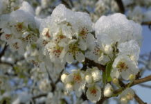 Южный январь побил рекорд 1974 года