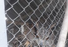 У двоих жителей Туркестанской области изъяты краснокнижные птицы