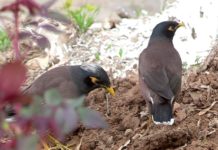 Прощай, зима!