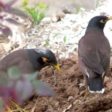 Прощай, зима!