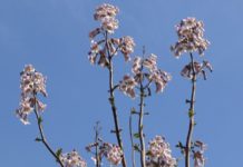 В Шымкенте зацвело Адамово дерево