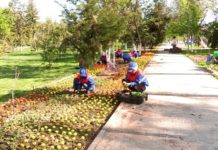 Шымкент переодевается: вдоль центральных улиц высажены летние цветы Посадка летних цветов