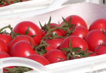 Напрямую у дехкан шымкентцы могут купить фермерскую продукцию