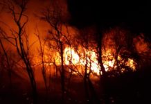 В Туркестанской области несколько дней горит тугайный лес