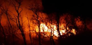 В Туркестанской области несколько дней горит тугайный лес