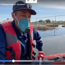 Пользователей соцсетей растрогало видео спасения собаки во время потопа в Мактаарале спасатель