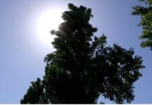 О сильной жаре без дождей предупредили жителей Шымкента жара лето