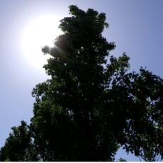 О сильной жаре без дождей предупредили жителей Шымкента жара лето