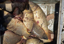Рыба из сточных вод Мактаарала непригодна для употребления рыба