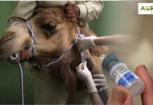 В Казахстане начат выпуск вакцин против оспы верблюдов оспа верблюдов