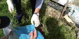 Житель Шымкента выращивал наркотики в цветочных горшках марихуана