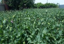 В Туркестанской области проводится ОПМ “Карасора – 2020” опийный мак