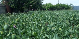 Пенсионер из Шардары посадил плантацию опийного мака опийный мак