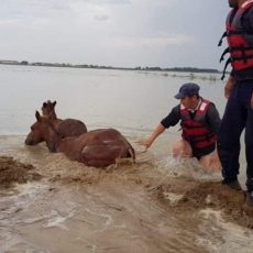 Эвакуация скота в селах с риском затопления в Мактааральском районе продолжается потоп