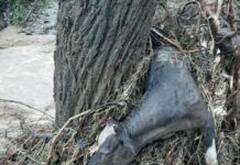 В Мактаарале уничтожены трупы павших животных скот