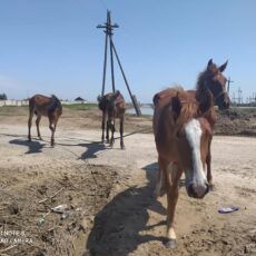 В Мактаарале откачали 6, 2 млн кубометров воды Мактаарал