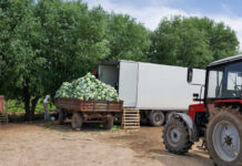 Туркестан: 500 тонн капусты отправят в Беларусь капуста