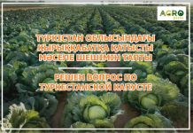 Акиматам регионов поручено закупить капусту в Туркестанской области