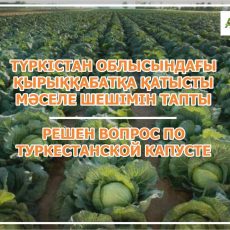 Акиматам регионов поручено закупить капусту в Туркестанской области
