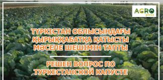 Акиматам регионов поручено закупить капусту в Туркестанской области