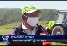 В Туркестанской области приступили к обработке от мароккской саранчи