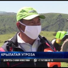 В Туркестанской области приступили к обработке от мароккской саранчи